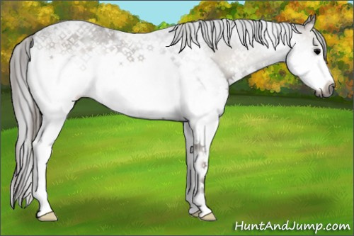Horse Color:Gray White Spotted Blue Onyx 