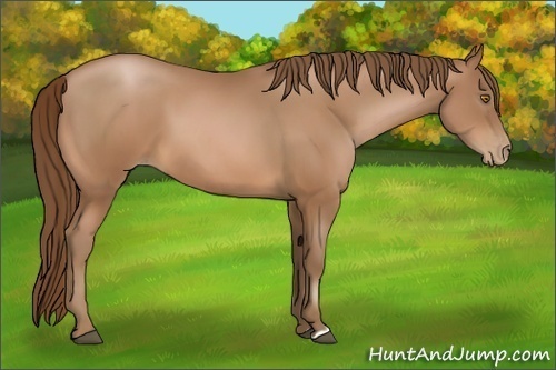 Horse Color:Bay Pearl 