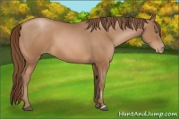 Horse Color:Bay Pearl
