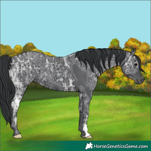 Horse Color:Black Ice 