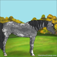 Horse Color:Black Ice 