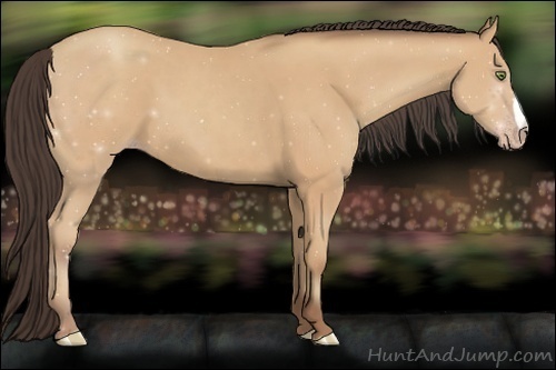 Horse Color:Amber Champagne 