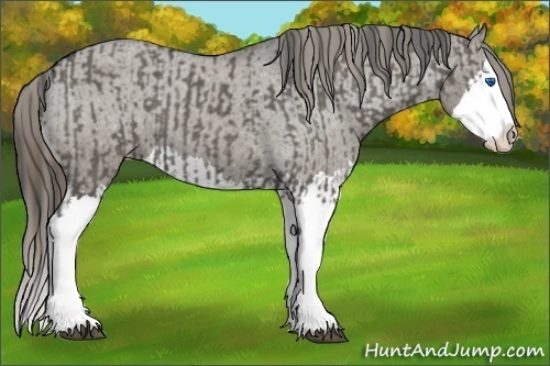 Horse Color:Grullo Sabino Splash and Grullo Sabino Splash Appaloosa