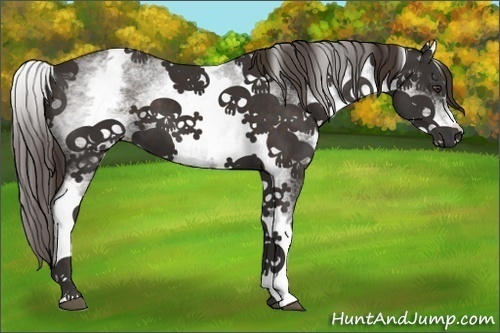 Horse Color:White Spotted Liver Chestnut 