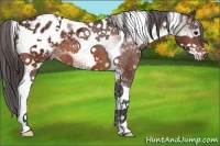 Horse Color:White Spotted Bay Tobiano Appaloosa 