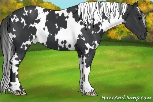 Horse Color:White Spotted Black 