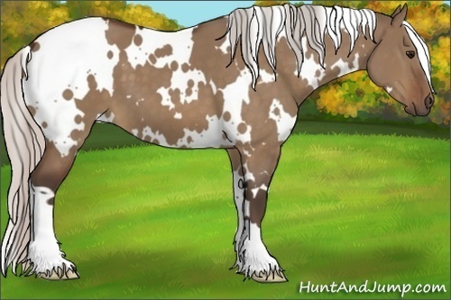 Horse Color:White Spotted Silver Bay Dun