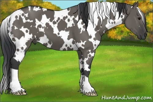 Horse Color:White Spotted Grullo