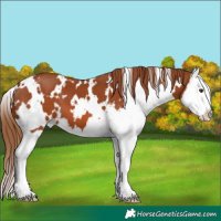 Horse Color:White Spotted Chestnut Splash