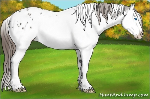 Horse Color:White Spotted Grullo Splash Appaloosa