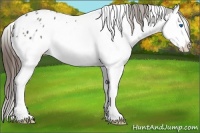 Horse Color:White Spotted Grullo Splash Appaloosa 