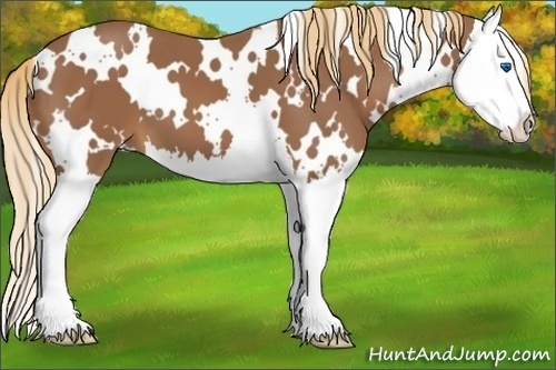 Horse Color:White Spotted Chestnut Splash