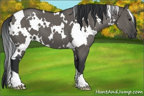 Horse Color:White Spotted Grullo