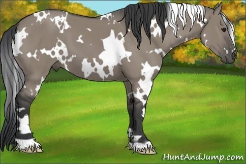Horse Color:White Spotted Grullo