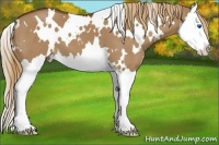 Horse Color:White Spotted Red Dun Splash 