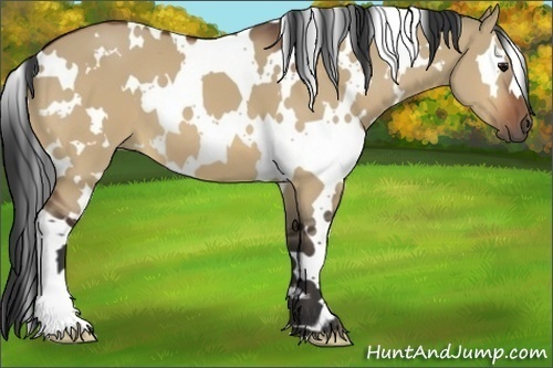 Horse Color:White Spotted Bay Dun
