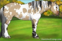 Horse Color:White Spotted Bay Dun