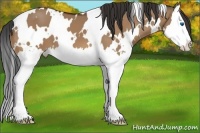 Horse Color:White Spotted Bay Dun Splash 