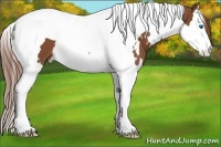 Horse Color:White Spotted Chestnut Splash Tobiano 