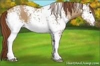 Horse Color:White Spotted Red Dun 