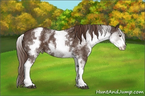 Horse Color:White Spotted Liver Chestnut Varnish