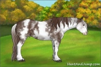 Horse Color:White Spotted Liver Chestnut Varnish 