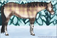 Horse Color:Plaid  Buckskin Onyx Sabino 