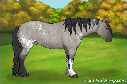 Horse Color:White Spotted Grullo Roan 