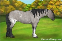 Horse Color:White Spotted Grullo Roan
