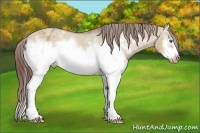 Horse Color:White Spotted Bay Dun Frame Appaloosa
