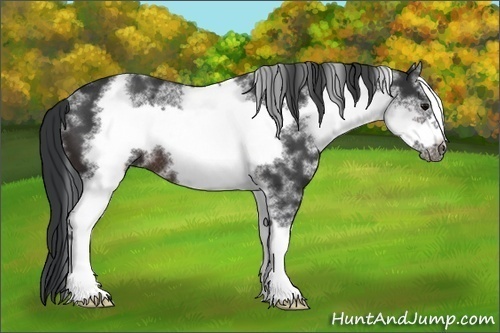 Horse Color:White Spotted Brown Frame Rabicano