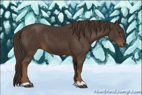 Horse Color:Liver Chestnut 