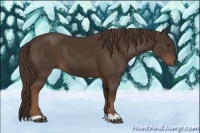 Horse Color:Liver Chestnut 