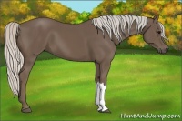 Horse Color:Silver Black