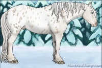 Horse Color:Chocolate Palomino Pearl Blanket Rabicano 