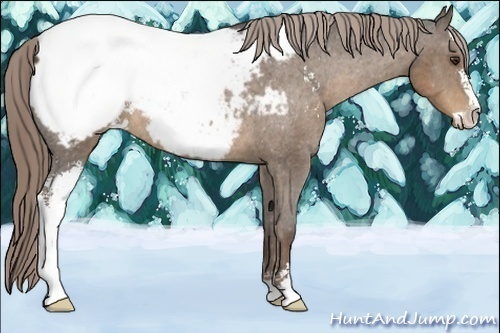 Horse Color:Liver Chestnut Sabino Appaloosa Rabicano 