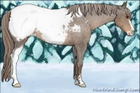 Horse Color:Liver Chestnut Sabino Appaloosa Rabicano 