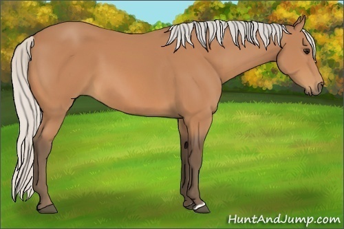 Horse Color:Silver Bay