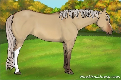 Horse Color:Silver Bay Dun