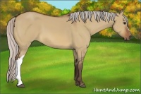 Horse Color:Silver Bay Dun 