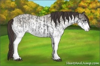 Horse Color:White Spotted Blue Roan Rabicano  and White Spotted Classic Champagne Roan Rabicano 