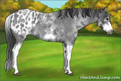Horse Color:White Spotted Blue Roan Splash Frame Appaloosa 
