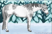 Horse Color:White Spotted Blue Roan Splash Frame Varnish