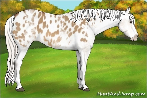 Horse Color:White Spotted Silver Bay Dun Splash Appaloosa 