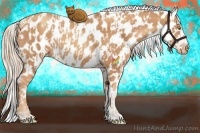 Horse Color:Gold Champagne Appaloosa  and Gold Champagne Appaloosa 