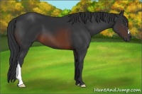 Horse Color:Brown 