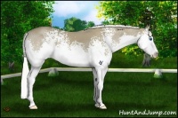 Horse Color:White Spotted Silver Smoky Grullo Splash Rabicano