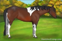 Horse Color:Bay Tobiano 