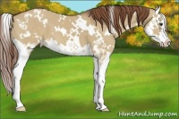Horse Color:White Spotted Red Dun Splash 