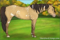 Horse Color:White Spotted Amber Champagne Dun